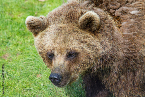 Kamtschatka Bär - Ursus arctos beringianus photo