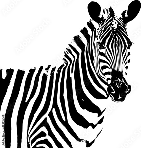 cebra vectorial ilustracion de cebra blanco y negro efecto pintura silueta
