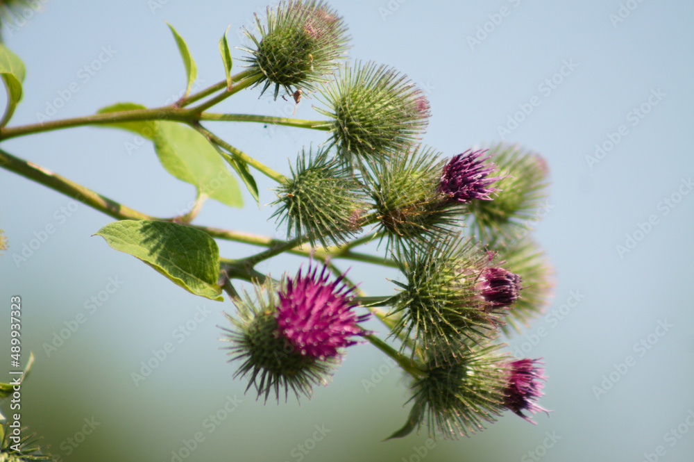 Lesser burdock buds closeup view with blurred sky on background Lesser burdock buds closeup view with blurred sky on background