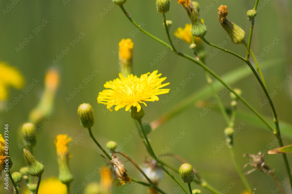 Perennial sowthistle in bloom closeup view with selective focus on foreground Perennial sowthistle in bloom closeup view with selective focus on foreground