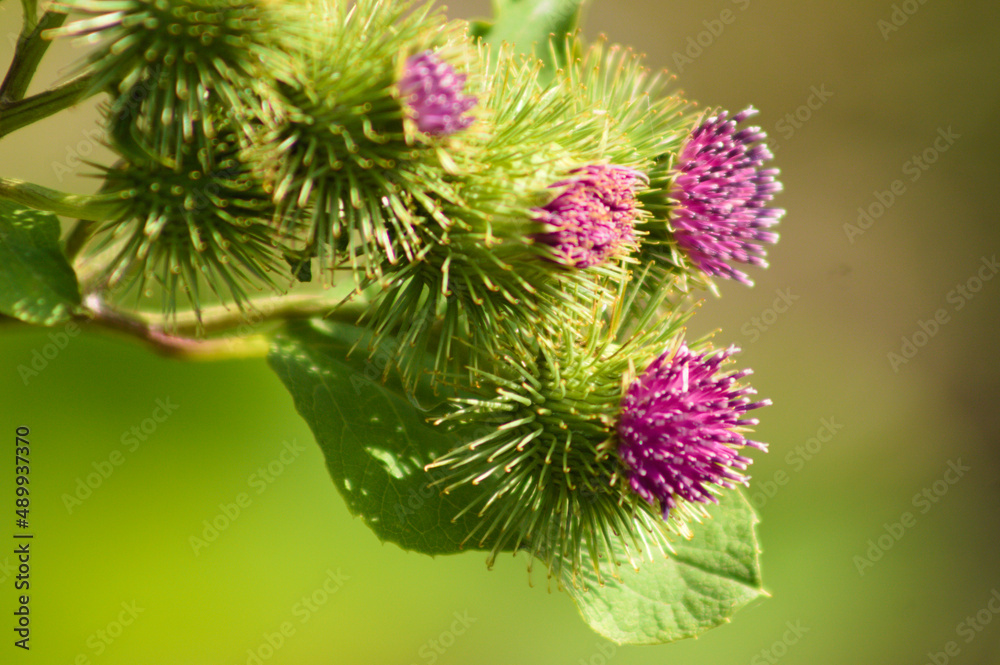 Lesser burdock buds and bloom closeup view with green blurred background Lesser burdock buds and bloom closeup view with green blurred background