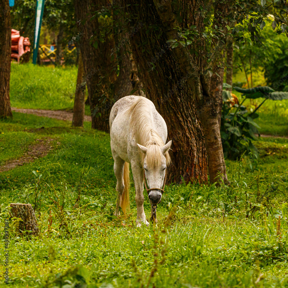 White horse in park eating grass White horse in park eating grass
