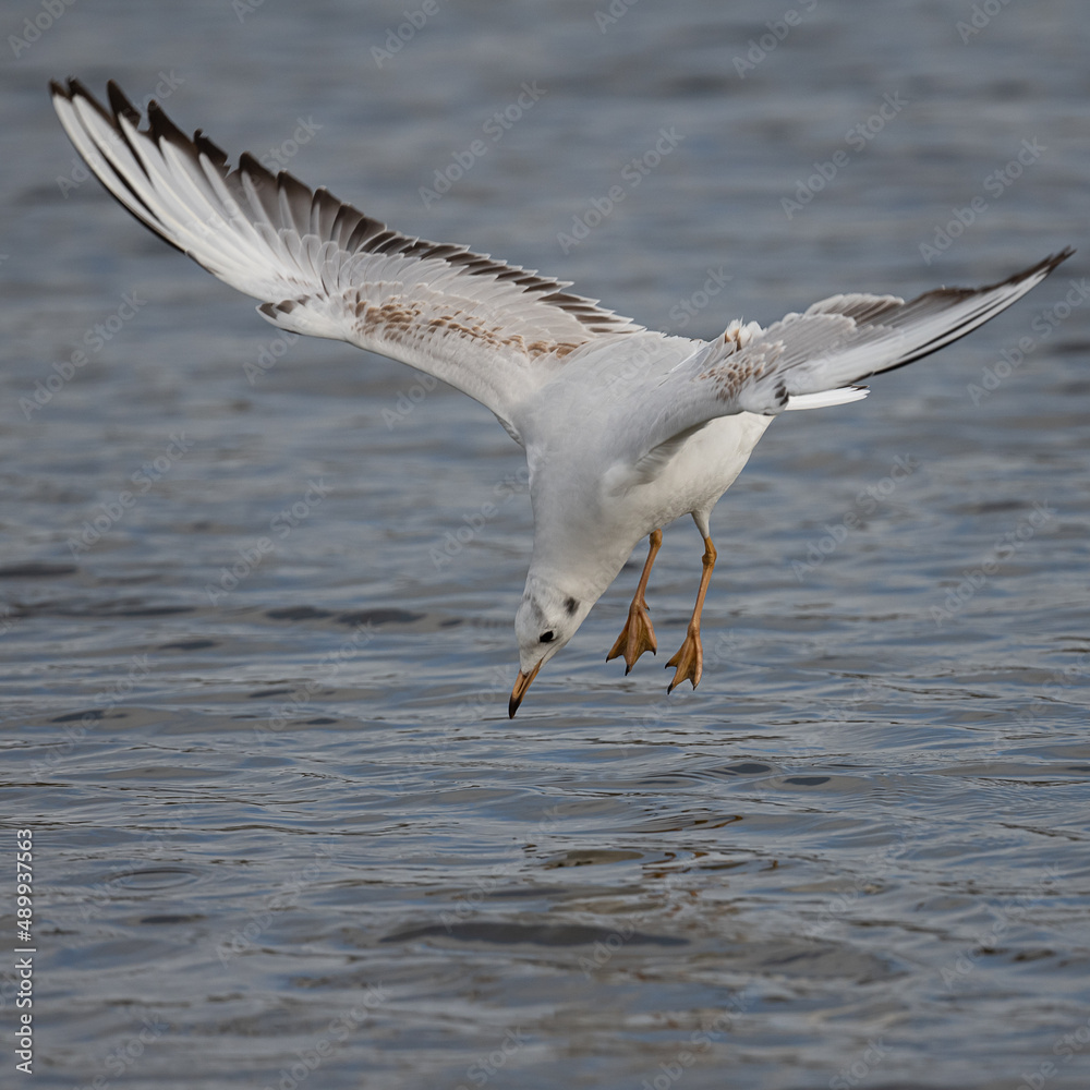 Black headed gull diving Black headed gull diving