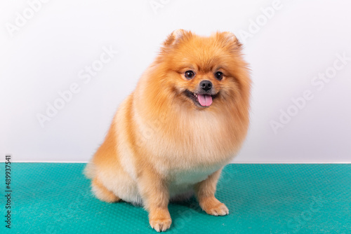 Cute Pomeranian dog smiling while looking at the camera.