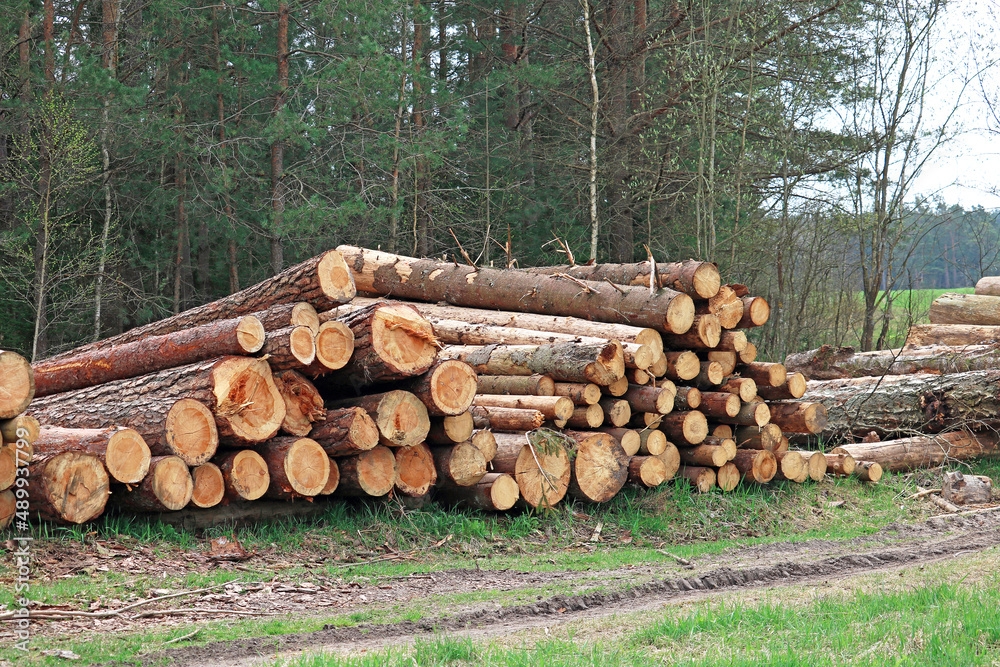 logging in the forest	