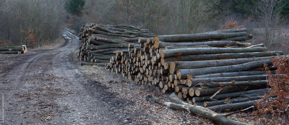 A woodpile of chopped lumber in the forest. A big pile of cut down trees. Deforestation.