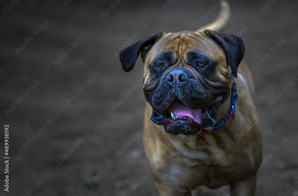 2022-02-27 BULLMASTIFF STARING WITH CLEAR BRIGHT EYES, MOUTH OPEN AND WEARING A COLORFUL COLLAR WITH A SUBDUDED BLURRRY BACKGROUND