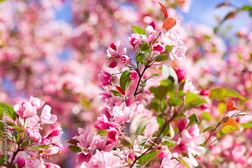 Fototapeta premium Blossoming fruit tree branch background. Spring background. Copy space. Soft focus