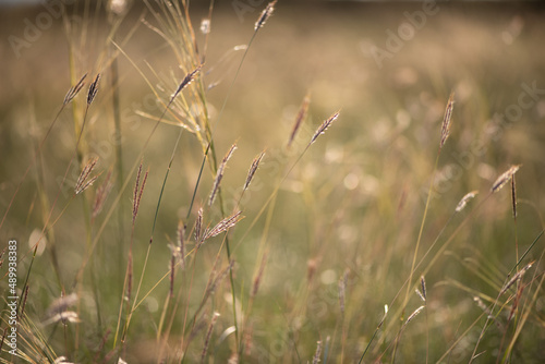 grass in the wind