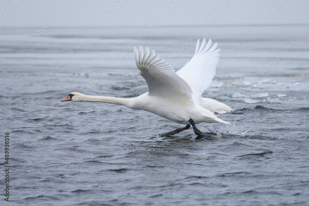 Fototapeta premium graceful mute swan taking off