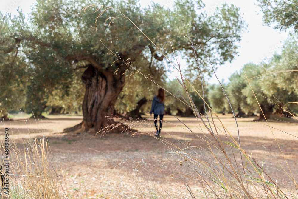 Woman contemplating ancient olive tree in olive grove in Spain. Woman contemplating ancient olive tree in olive grove in Spain.