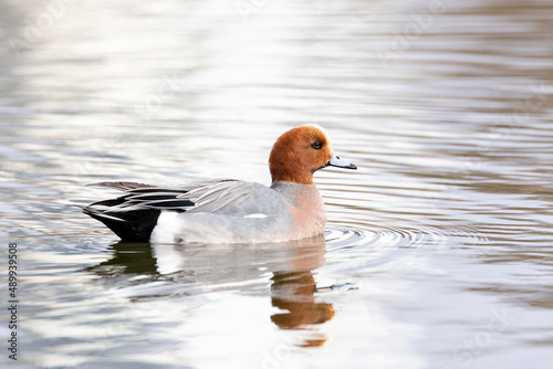 Eurasian Wigeon duck photo