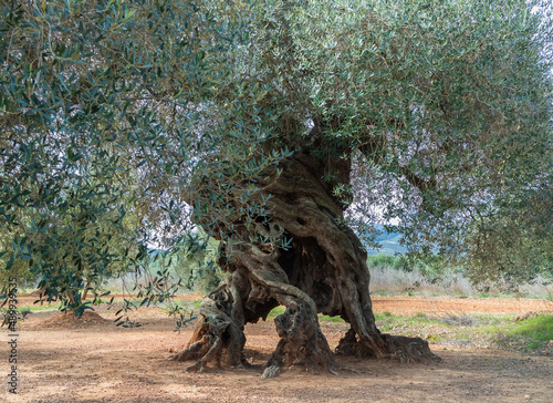 Beautiful millenary olive tree in olive field in Spain. photo