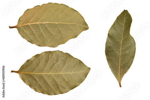 Macro photo of dried bay leaves on isolated white background. Laurel leaf and laurus nobilis.