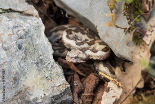 Horned viper under rock in Albania