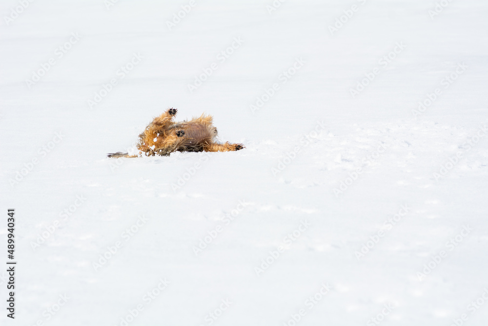 Mini Yorkshire Terrier wälzt sich im Schnee Mini Yorkshire Terrier wälzt sich im Schnee