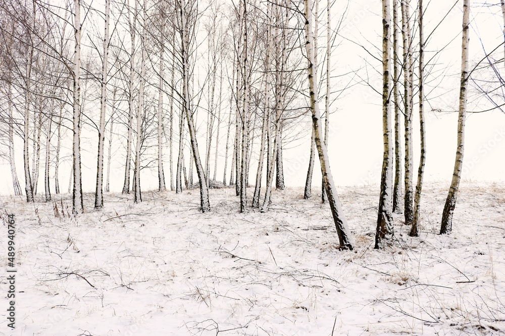 Obraz na płótnie Zimowe drzewa w salonie