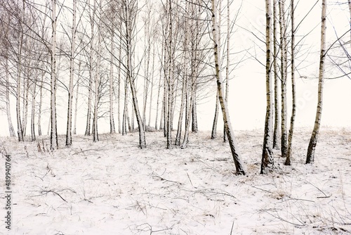 Zimowe drzewo