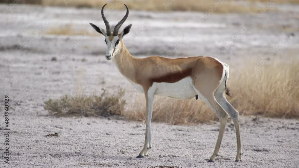 Springbok antelope in the wild. Safari in Africa, African savannah wildlife. Springbok antelope in the wild. Safari in Africa, African savannah wildlife.
