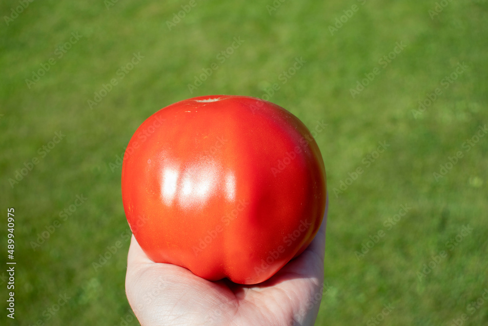 Red big tomato in the hand