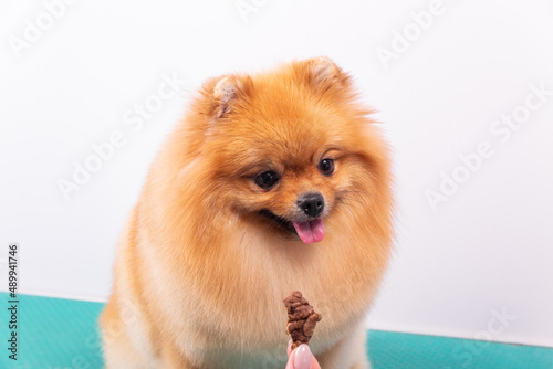 Adorable brown Pomeranian dog eating dried pet food