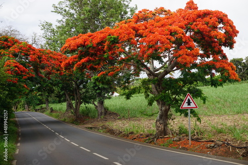 road lined up with red flamboyant in full bloom on the tropical island La Réunion, France