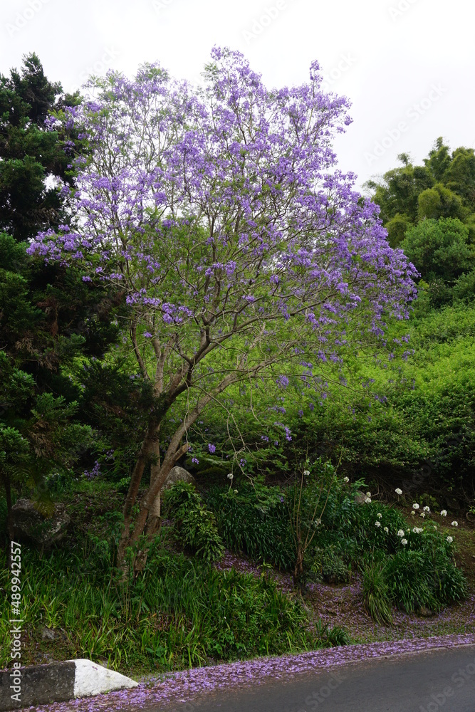 Obraz premium purple jacaranda in bloom on the tropical island La Réunion, France