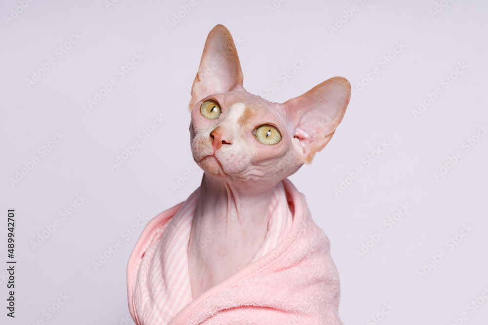 Cute cat of breed sphinx in bathrobe. Naked cat after bath wrapped in towel. A kitten without wool. Gray background. Free space for text. Wide angle horizontal wallpaper or web banner.