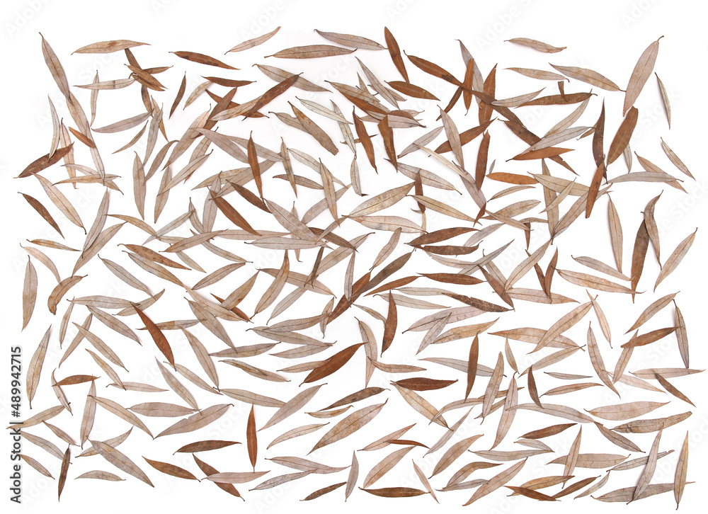 Dry willow leaves isolated on white background. Pattern of falling leaves in winter time. Dry willow leaves isolated on white background. Pattern of falling leaves in winter time.