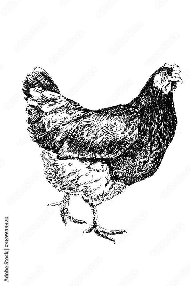 Handdrawn illustration of hen, black ink pen Handdrawn illustration of hen, black ink pen