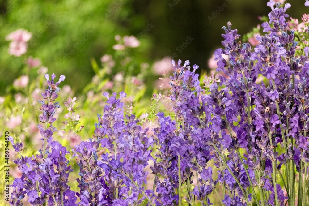 Fototapeta premium Lavender bright blooming flowers in color of the year 2022 blue very peri, nature