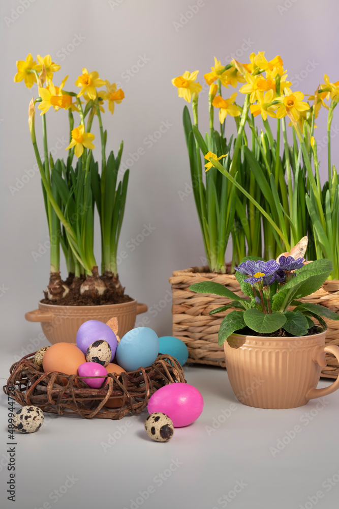 Easter eggs in a nest and narcisseae and a primula in pots against a light background