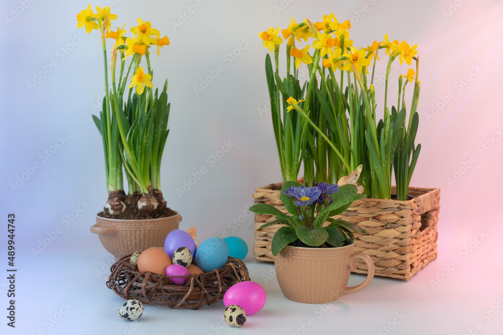 Easter eggs in a nest and narcisseae and a primula in pots against a light background
