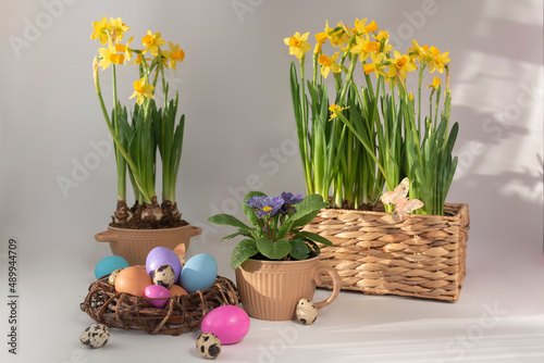 Easter eggs in a nest and narcisseae and a primula in pots against a light background photo