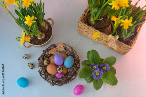 A top-down shot of Easter eggs in a nest and narcisseae and a primula in pots against a light background photo