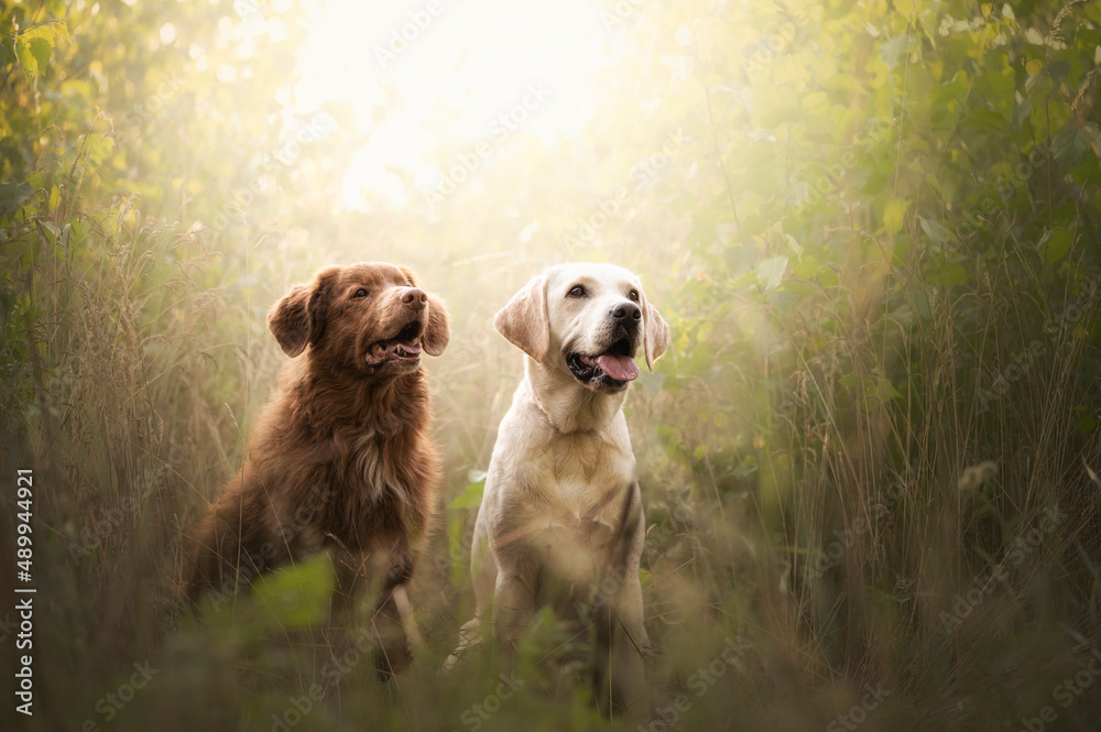 Psy w promieniach słońca - obrazy, fototapety, plakaty 