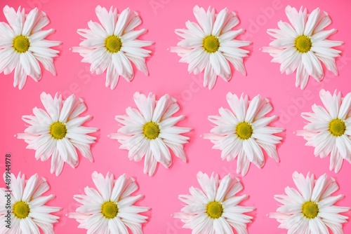 Spring floral background- daisy flat lay with pink 