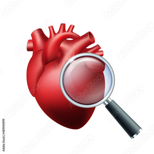 Cardiology. Examination of Heart Health and Cardiovascular Pressure. Human anatomic heart with Magnifying Glass.