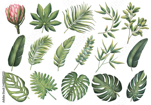 Tropical set of plants on a white background. Watercolor hand painted, summer clipart, palm leaves © OlyGutArt
