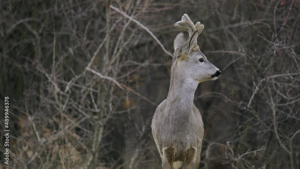 Cautious roebuck in the forest Cautious roebuck in the forest