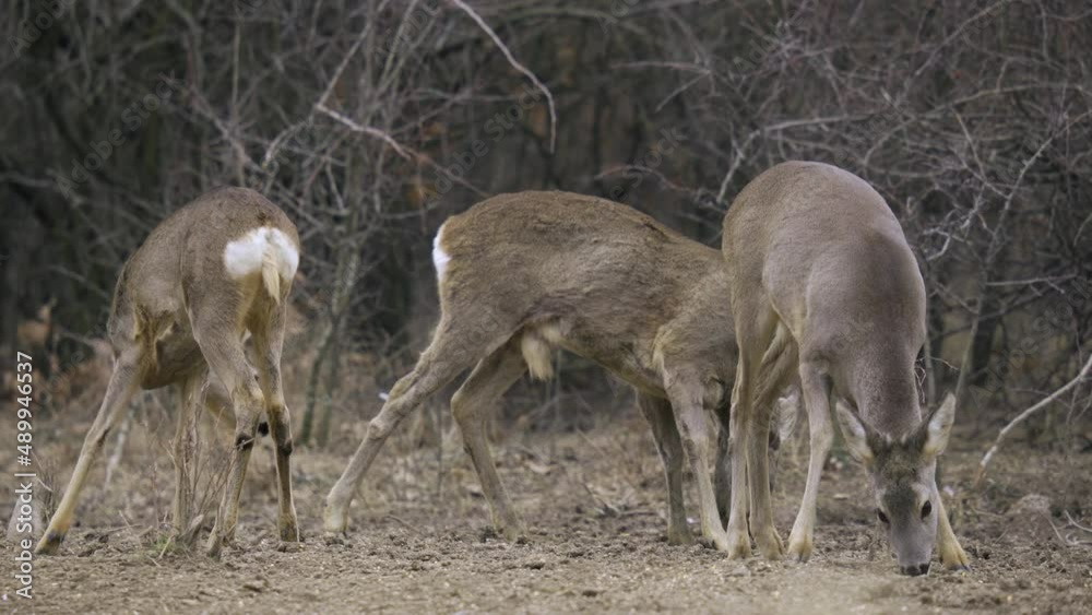 Roebuck and roe deer scared by something Roebuck and roe deer scared by something