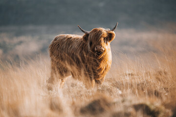 Ingelijste posters Schotse hooglander Hooglander in groen weiland  © George