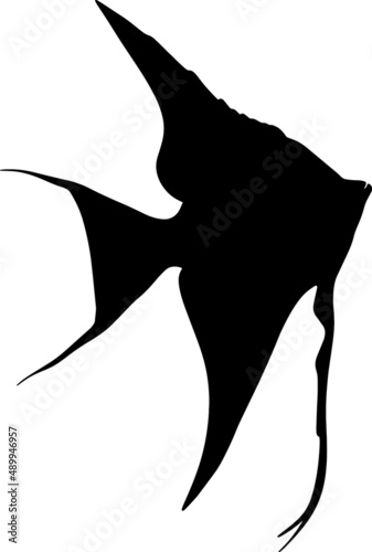 Illustration of a scalar. Aquarium tropical fish. An animal from a river or lake. Vector