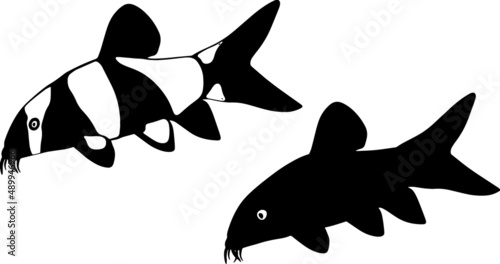 Aquarium fish botia. Chromobotia macracanthus. Catfish with a mustache. A freshwater vector animal from a pond or river. Indonesia, Sumatra