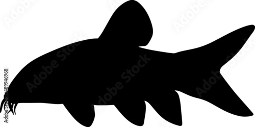 Aquarium fish botia. Chromobotia macracanthus. Catfish with a mustache. A freshwater vector animal from a pond or river. Indonesia, Sumatra