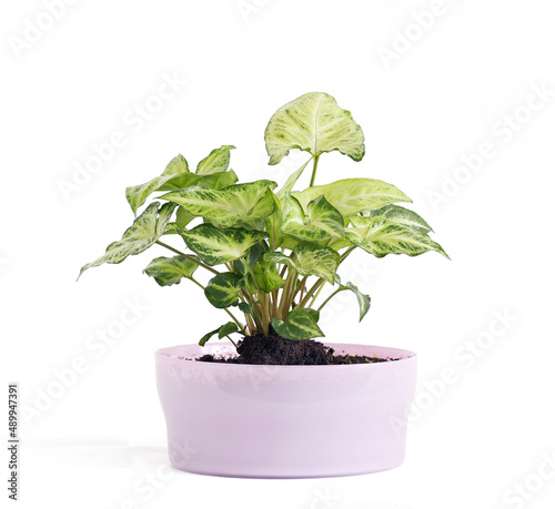 Close up small plant pot, Dieffenbachia in purple pot on wooden table again white wall in the living room. 