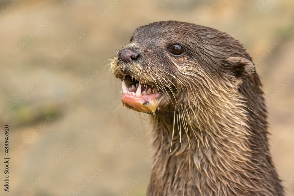 Asian small clawed otter (Aonyx cinereus) portrait. Closeup headshot of a cute Asian otter. 