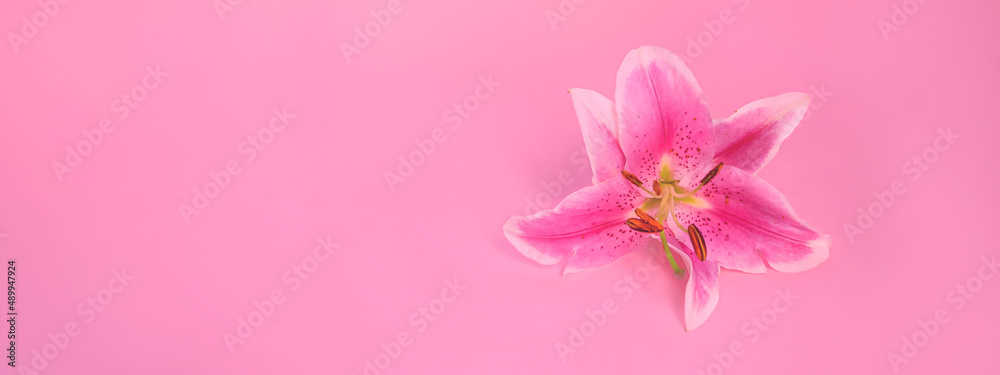 Fototapeta premium Banner: The concept of women's or valentines day. Pink lily flower on a colour background, copy space