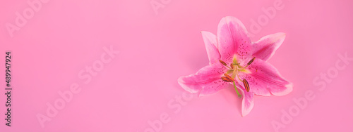 Banner: The concept of women's or valentines day. Pink lily flower on a colour background, copy space © Marina Popova