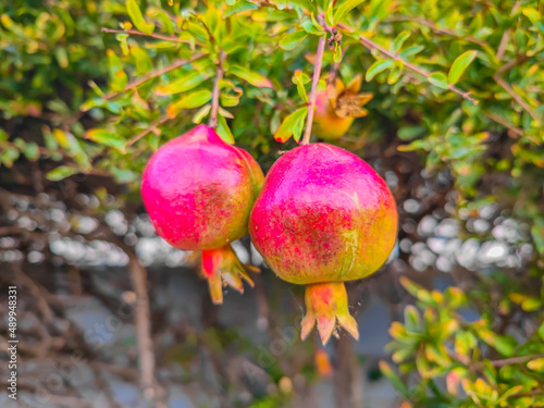Ripening pomegranate fruits hanging on a tree